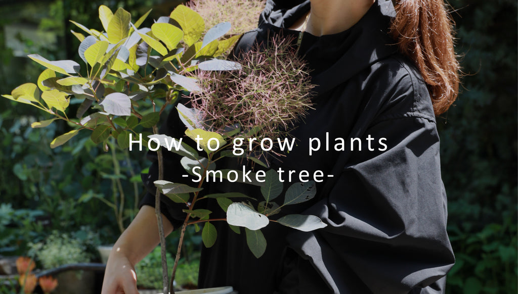 How to grow plants - Smoke tree -